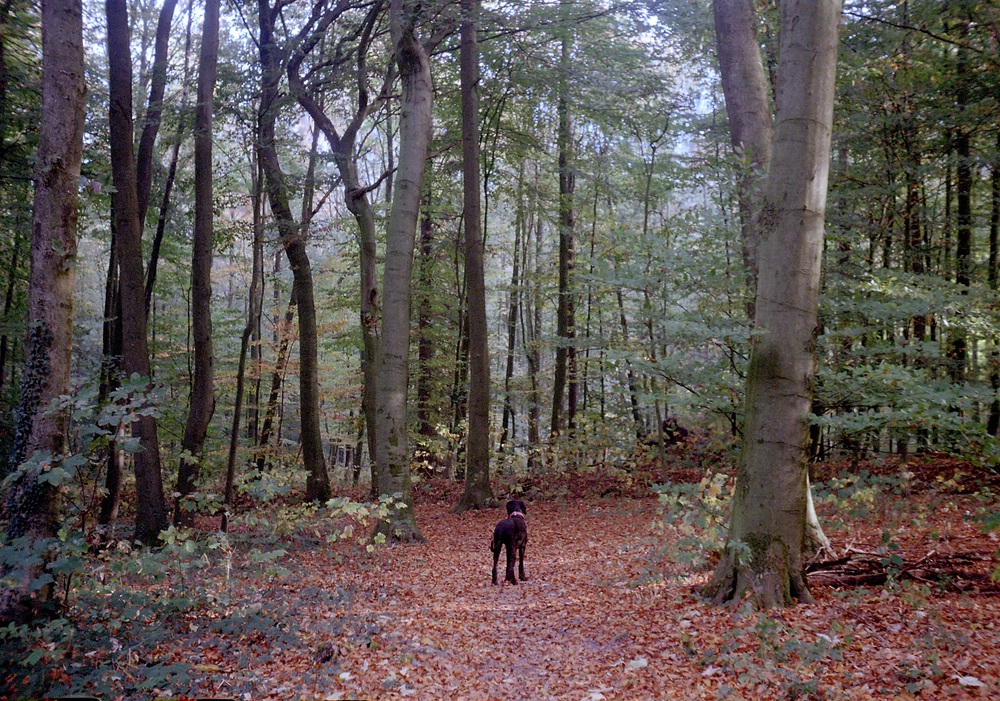 comp Wald