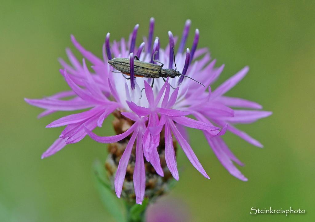 comp Wiesenflockenblume