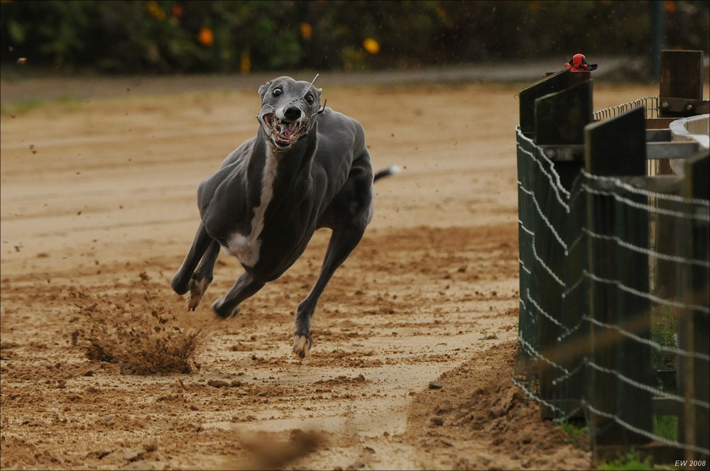 comp Windhund Okt 0062