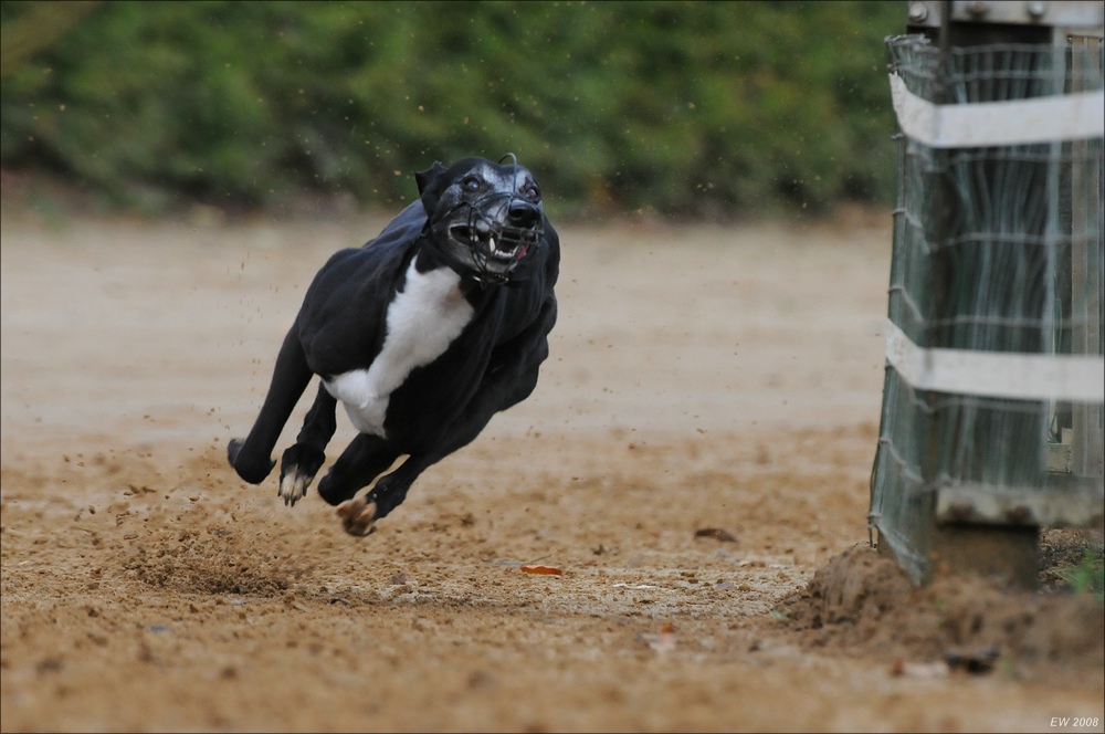 comp Windhund Okt 0294