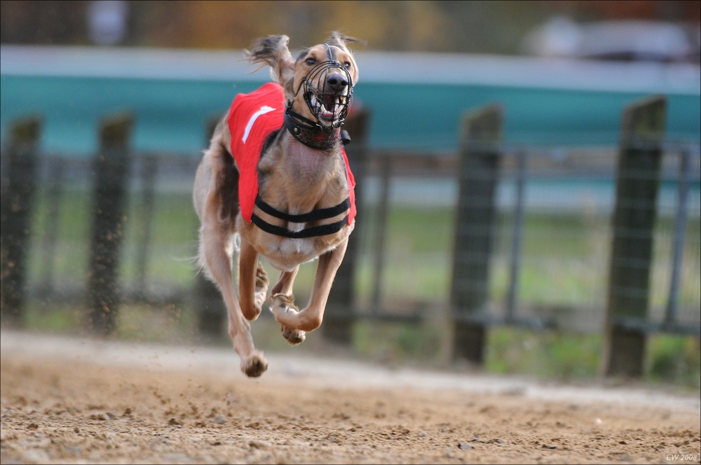 comp Windhund Okt 0593
