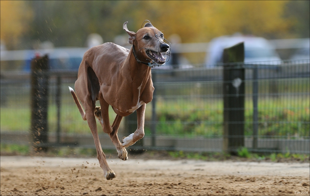 comp Windhund Okt 0636