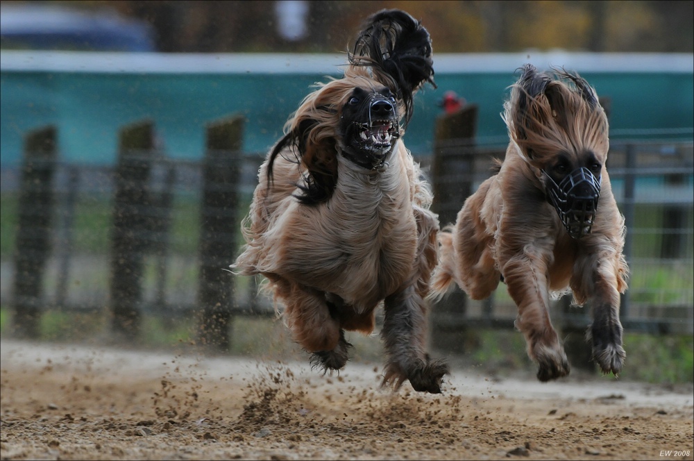 comp Windhund Okt 0658