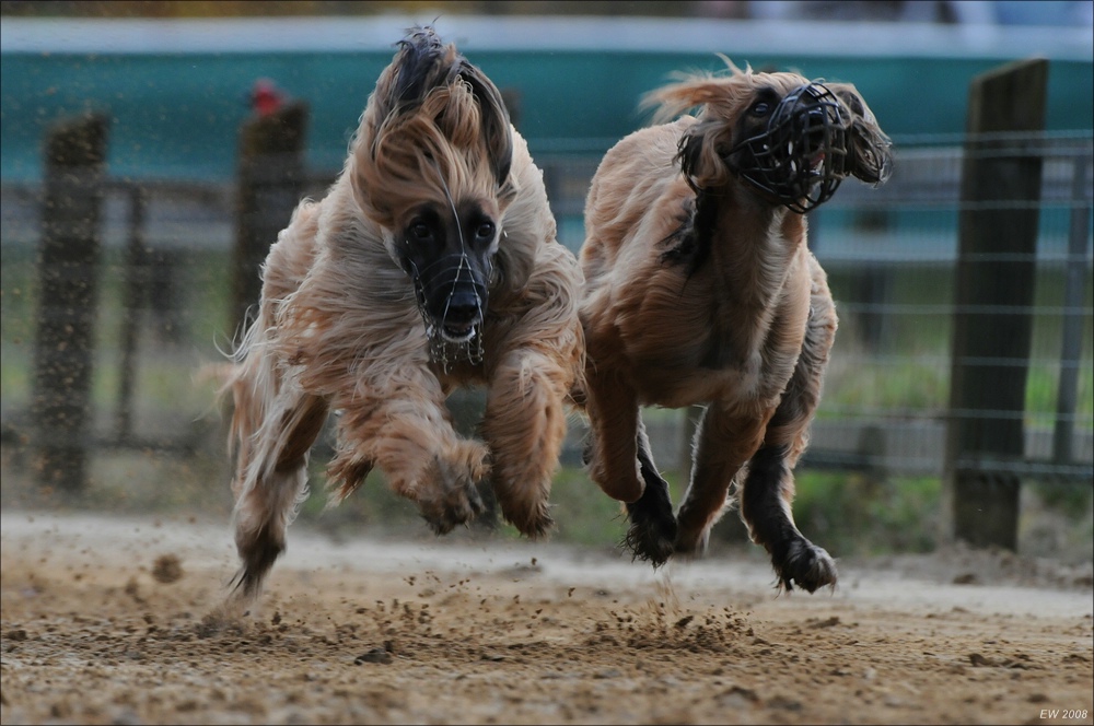 comp Windhund Okt 0659