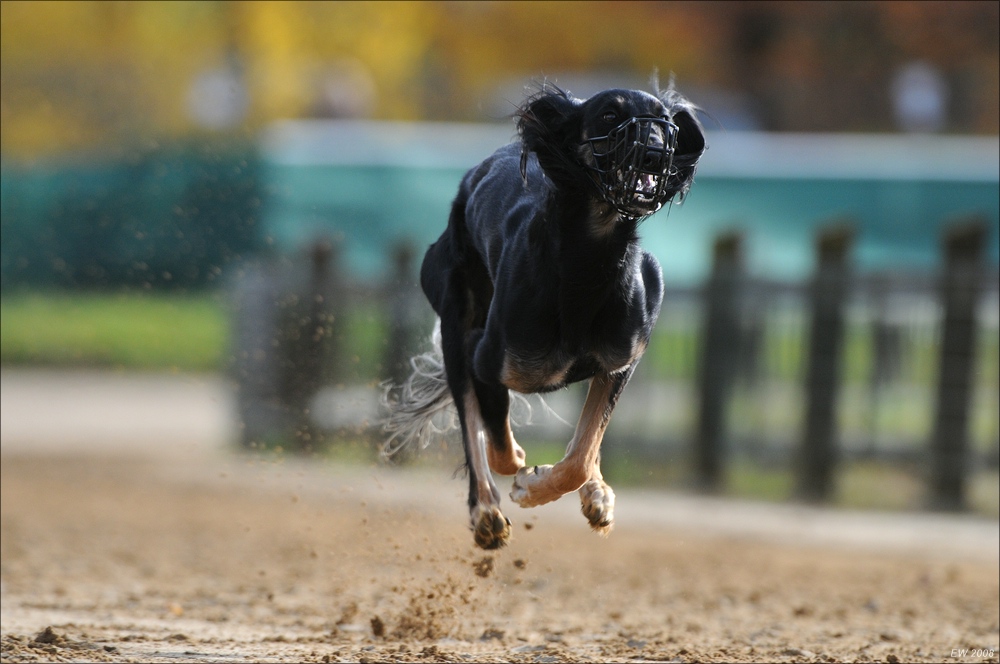 comp Windhund Okt 0708