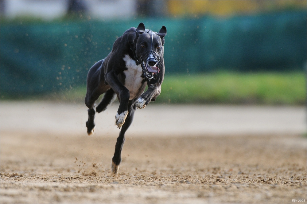comp Windhund Okt 0736