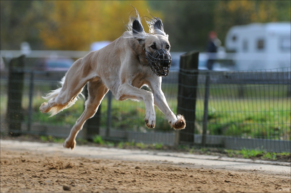 comp Windhund Okt 0770