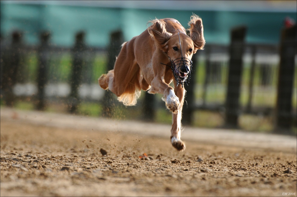 comp Windhund Okt 0796