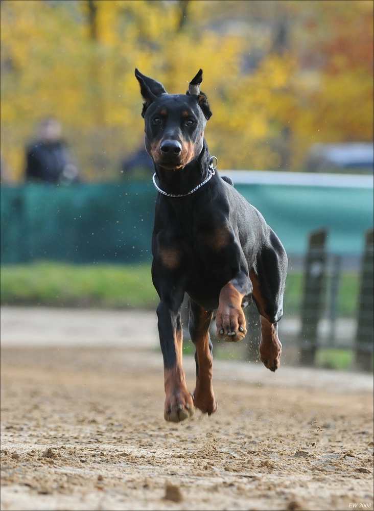 comp Windhund Okt 0954