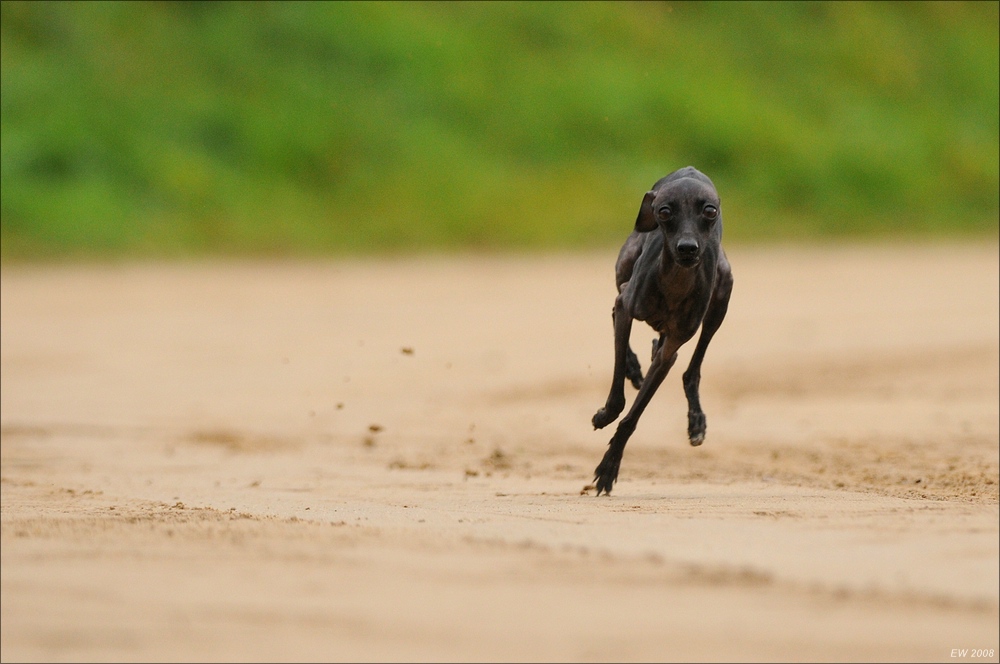 comp Windhund Okt