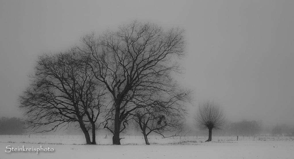 comp Wintergrau