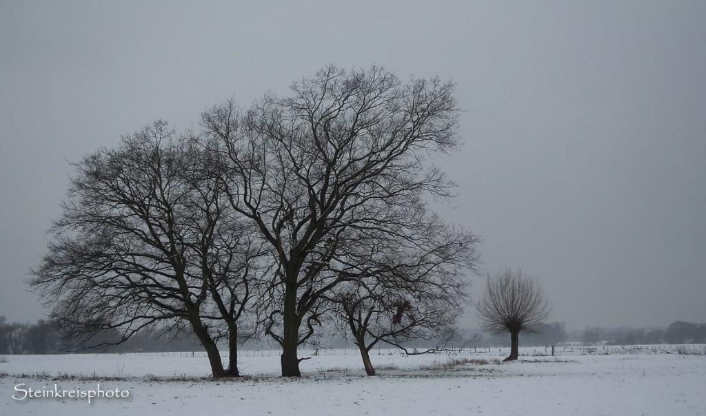 comp Winterweide
