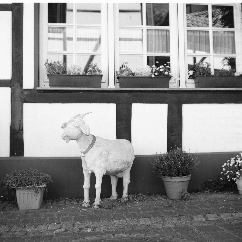 comp Ziege