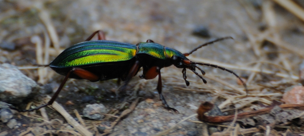 comp Zinnwald 20090726 141915Hochmoor 02