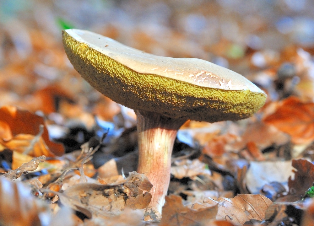 comp2pilz 2850