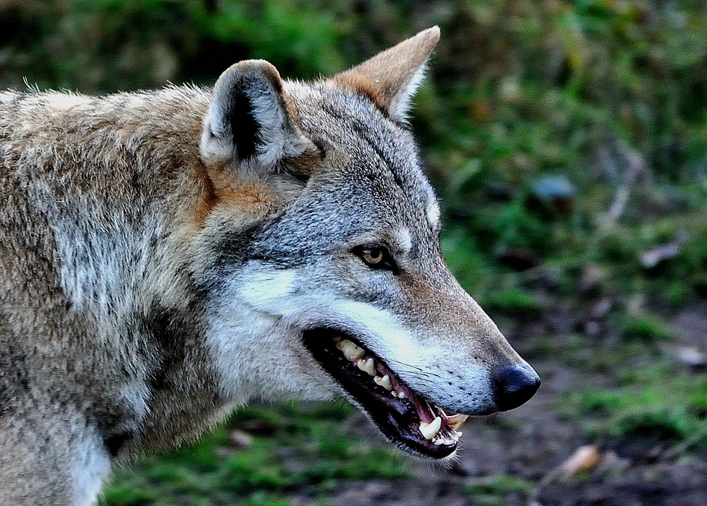 comp2Wolf 3041