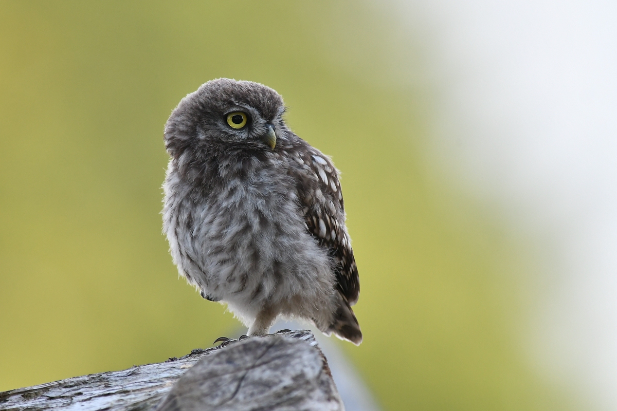 comp32.jpg