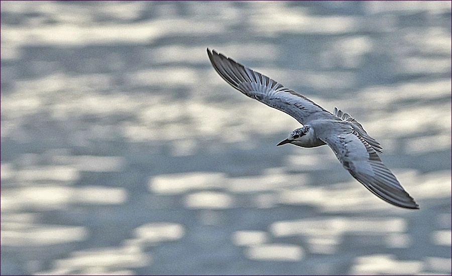 comp_2BIF6-Lumi.jpg