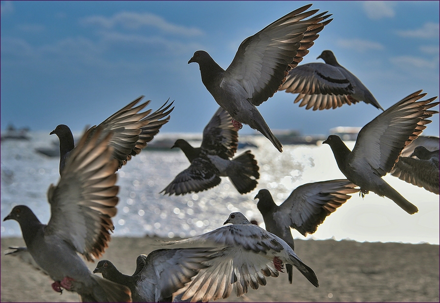 comp_2BirdsLumi.jpg