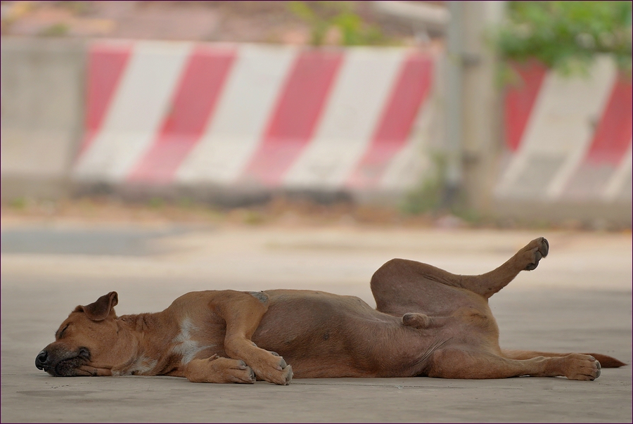 comp_2Doggy.jpg