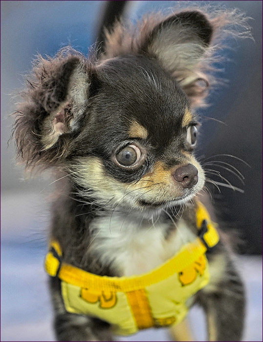 comp_2Doggy-lumi.jpg
