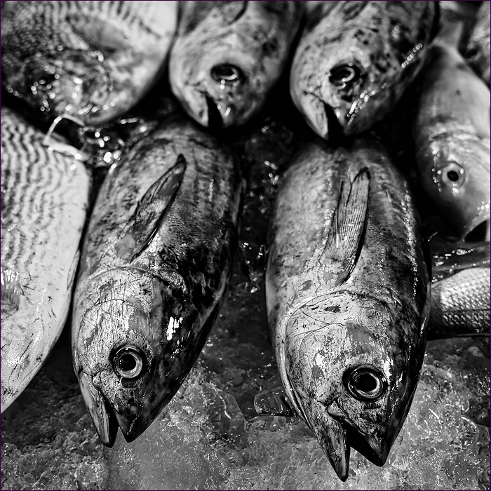comp_2fish-lumi.jpg