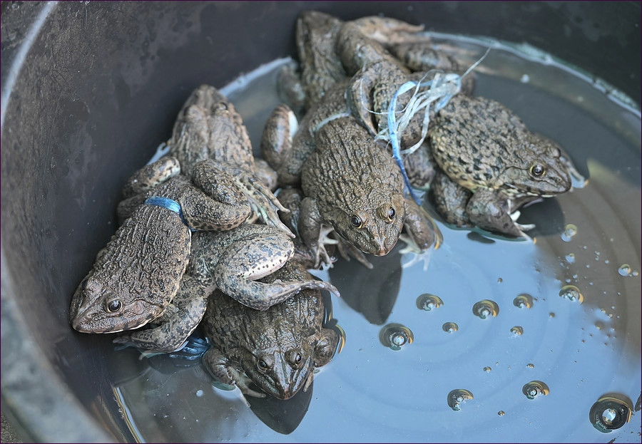 comp_2Frogs1.jpg