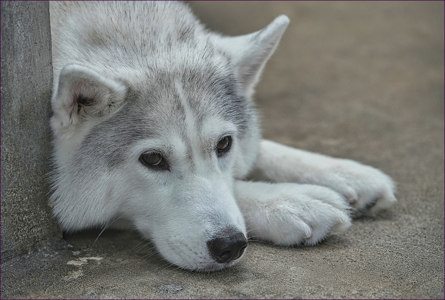 comp_2Husky1-lumi.jpg
