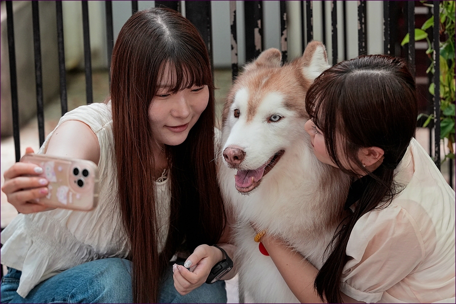 comp_2Husky2-lumi.jpg