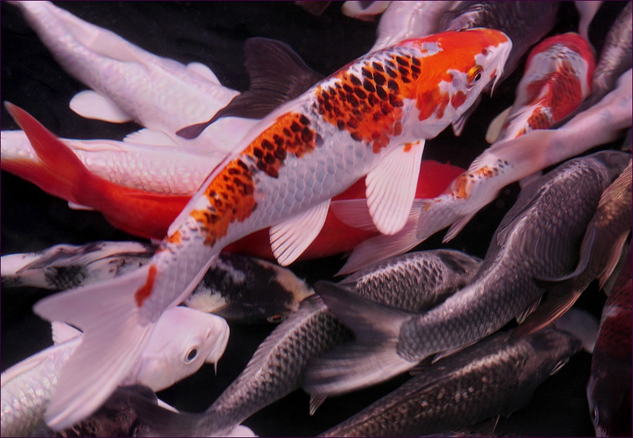 comp_2Koi.jpg