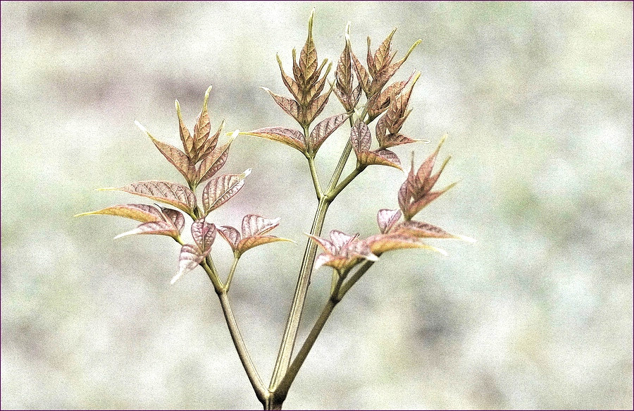 comp_2PlantSW2.jpg