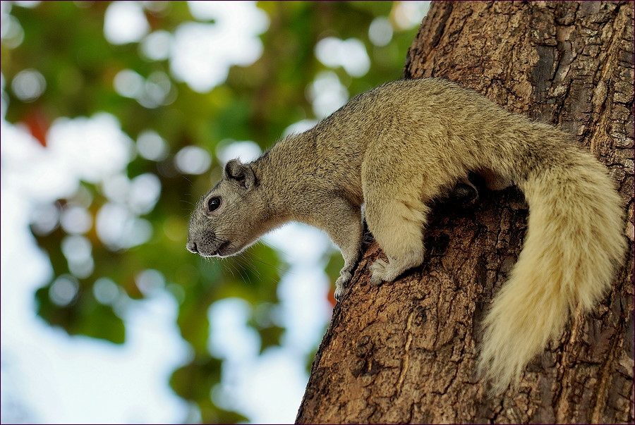 comp_2Sqirrel.jpg