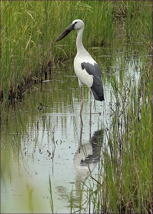 comp_2Storch.jpg