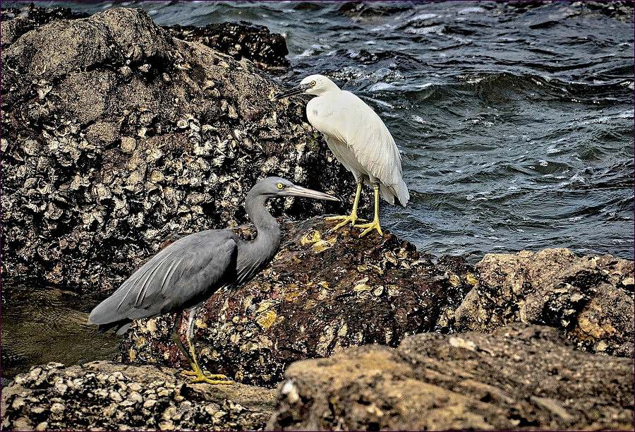 comp_2WaterBirds-lumi2.jpg
