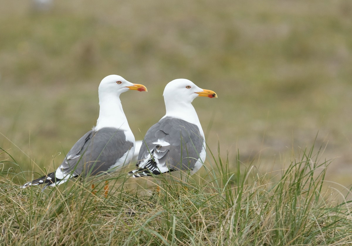 comp__H011184.jpg