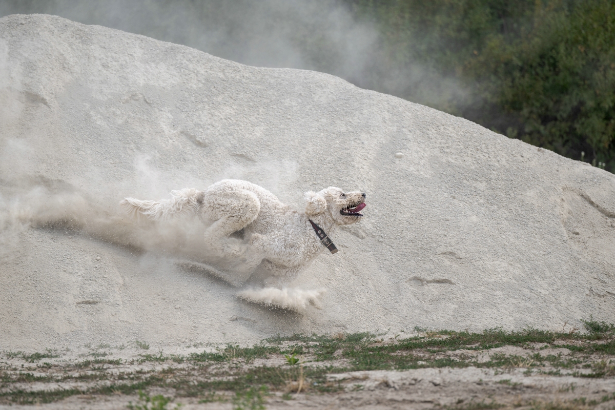 comp__N004984-2.jpg