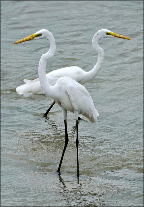 comp_Birds-2.jpg