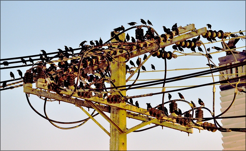 comp_birds.jpg