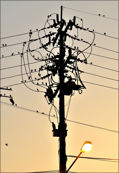 comp_birds2.jpg