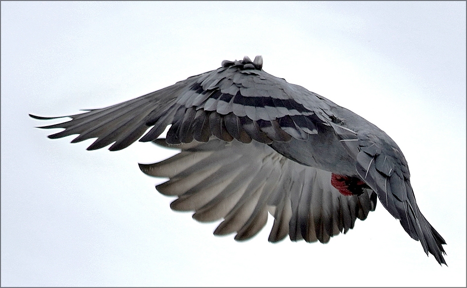 comp_Birds2.jpg