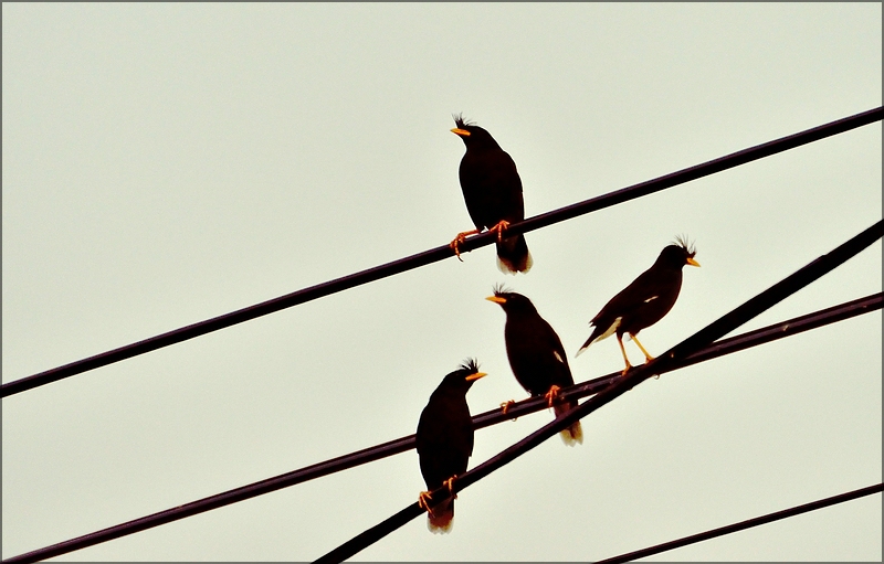 comp_birds3.jpg