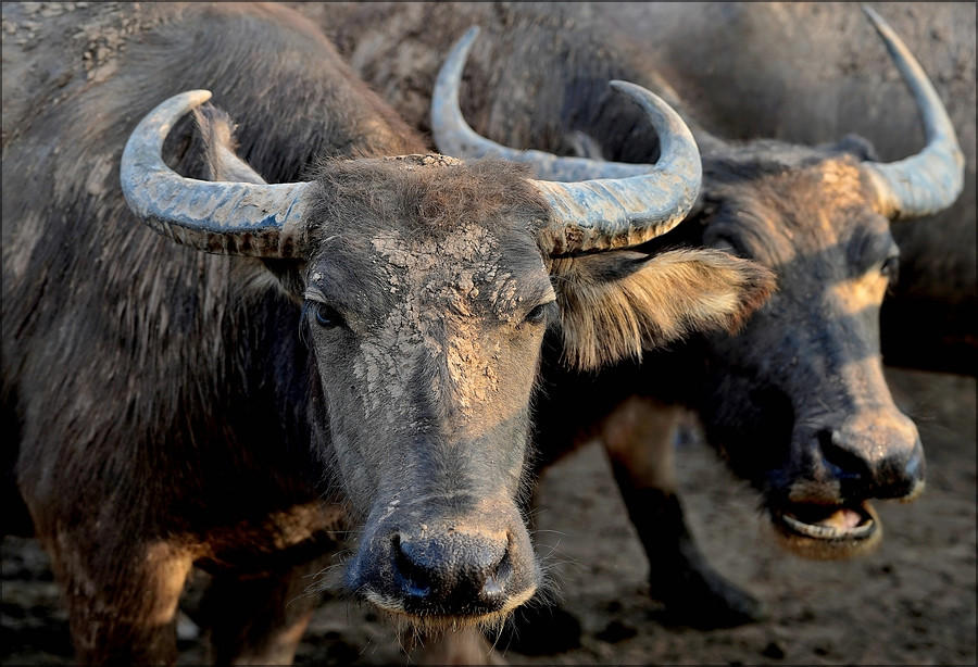 comp_buffalo.jpg