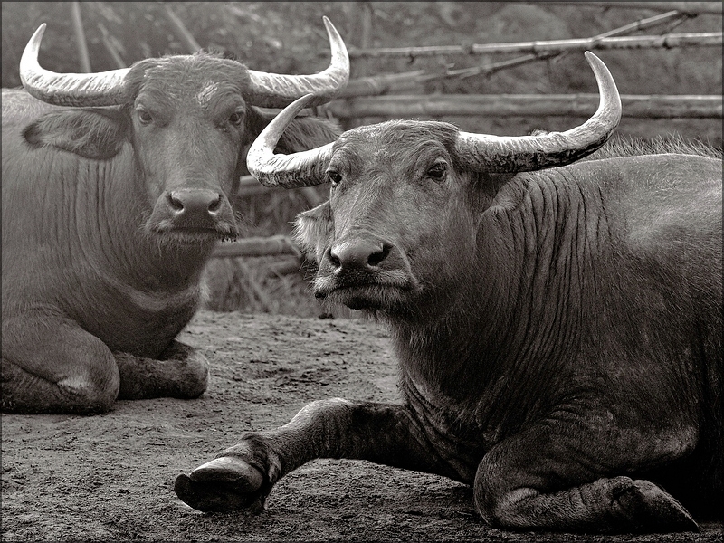 comp_Buffalo-Lumi.jpg