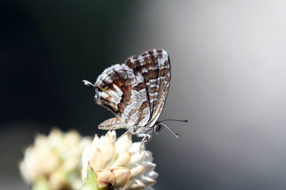 comp_comp_DSC_1792.jpg