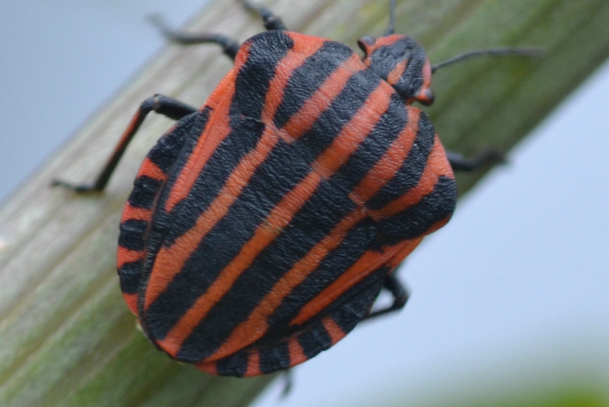 comp_CSC_0419.jpg