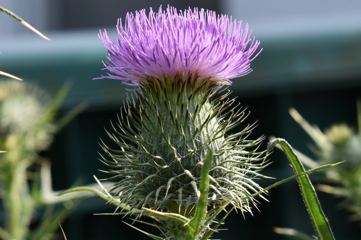 comp_DSC_0143 - Kopie.jpg
