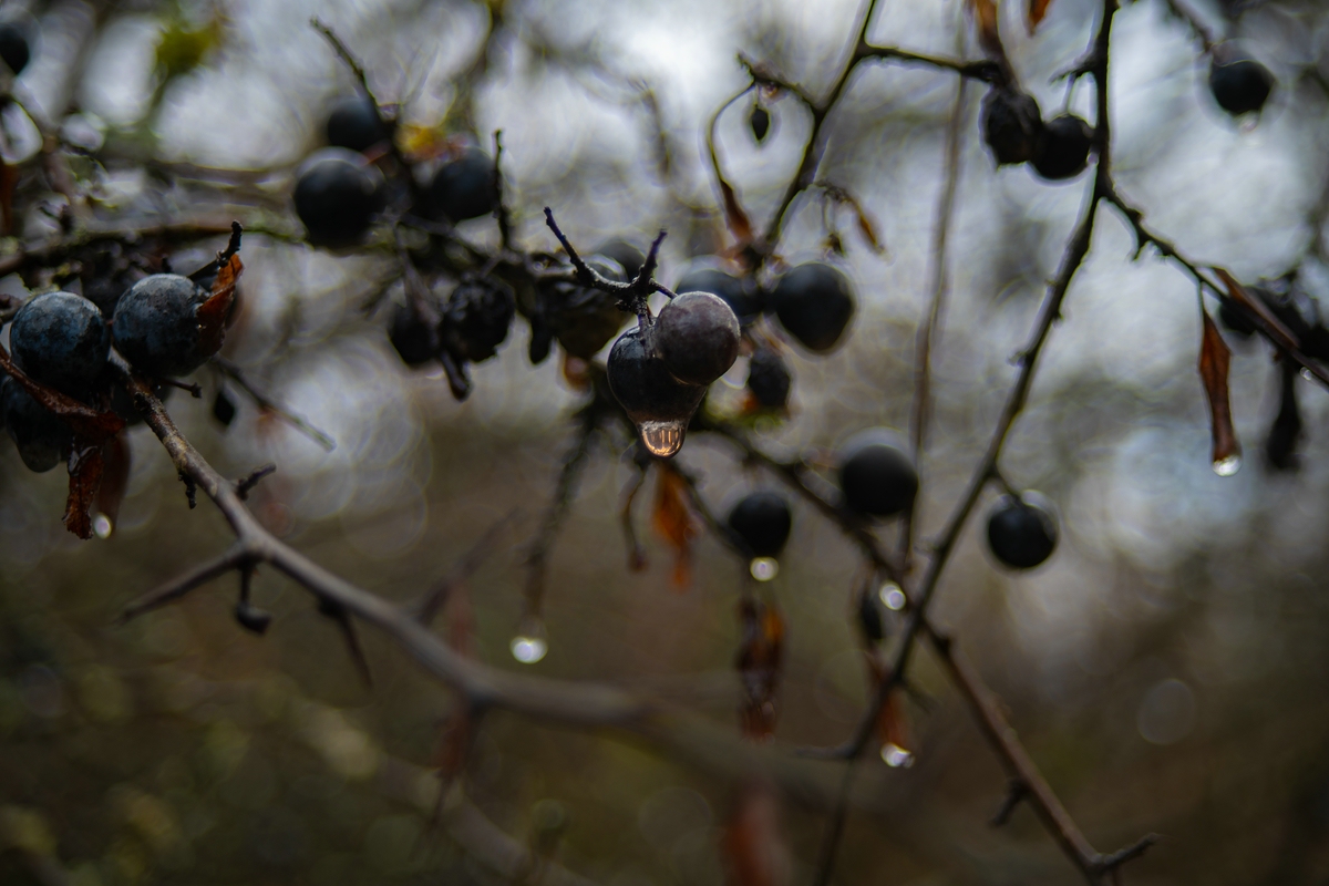 comp_DSC_0493.jpg