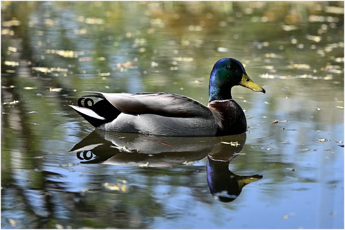 comp_DSC_0887.jpg
