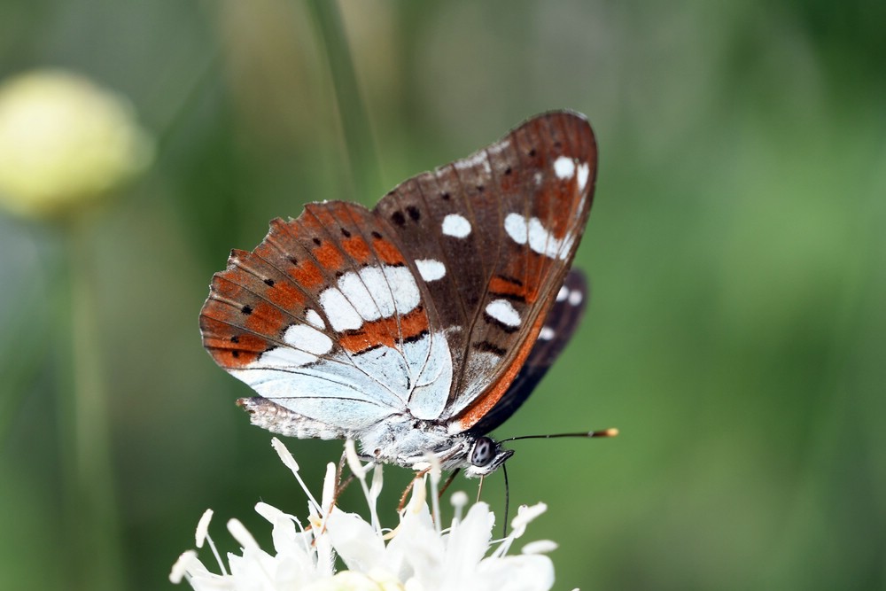comp_DSC_1011.jpg