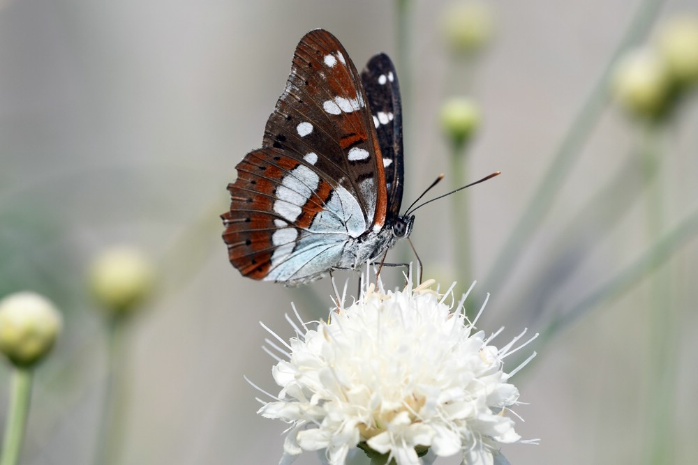 comp_DSC_1032.jpg